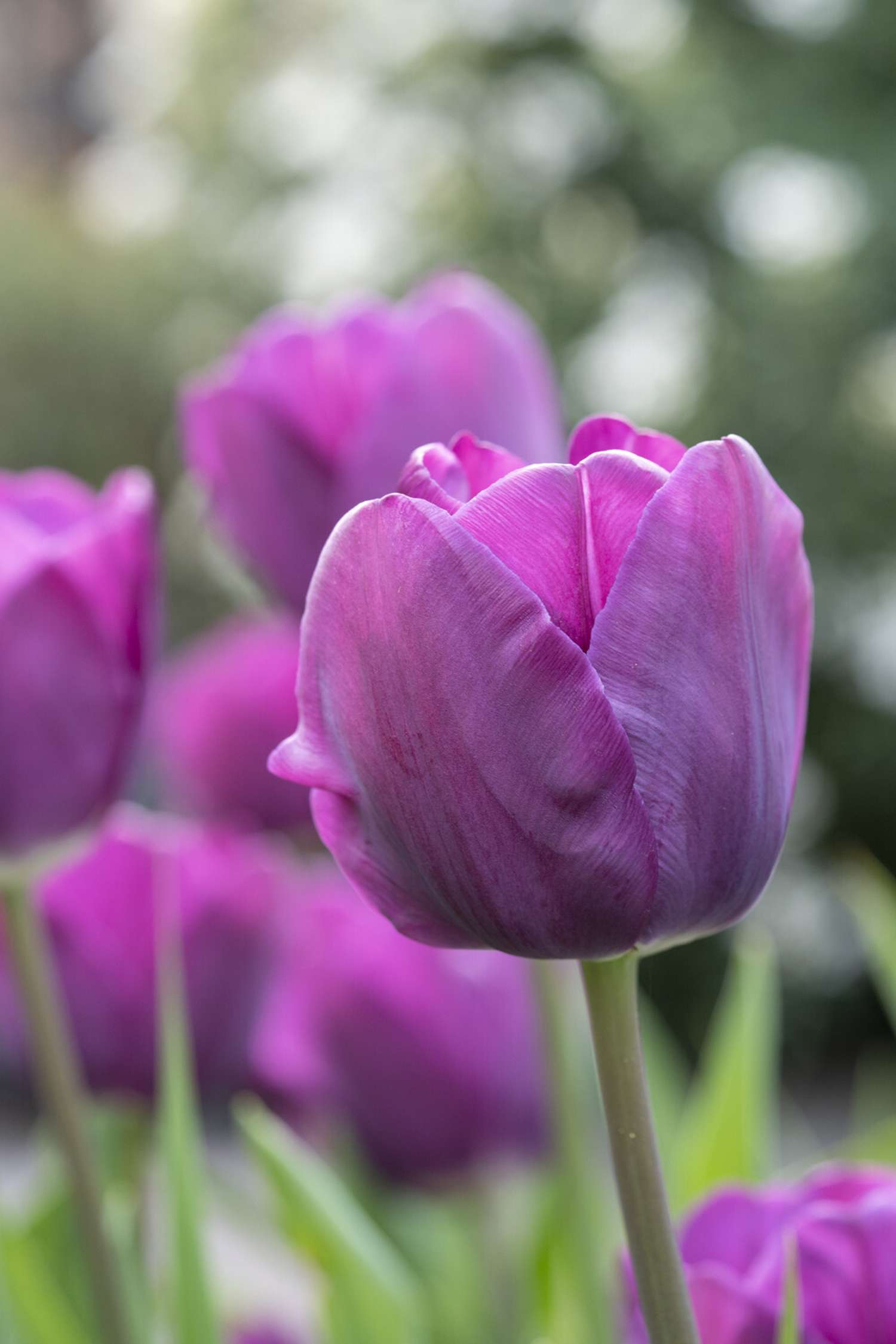 Tulipan 'Negrita'