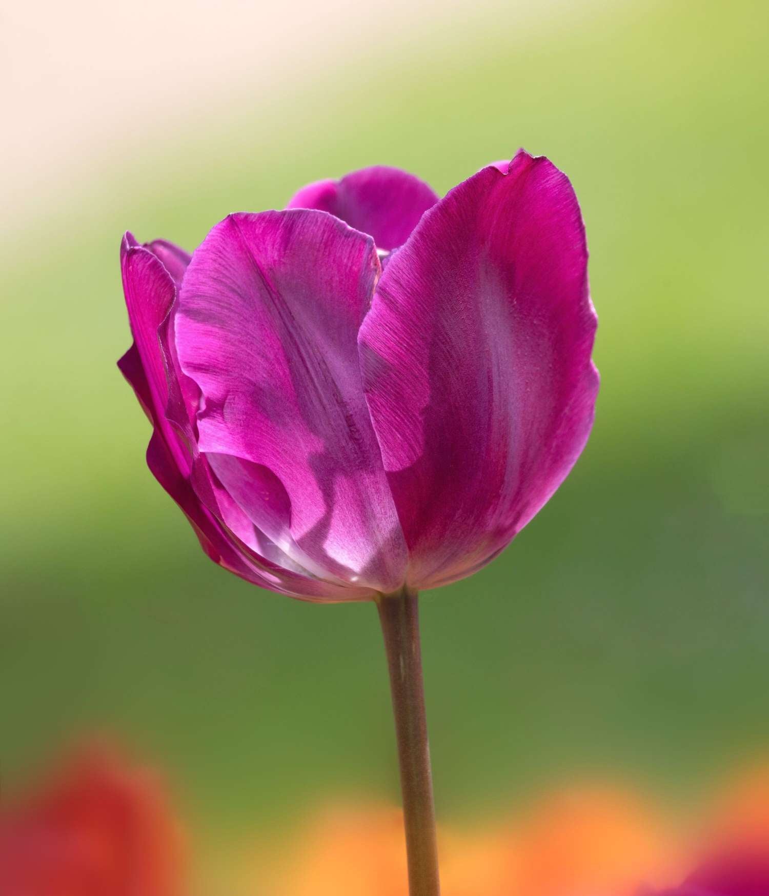 Tulipan 'Negrita'