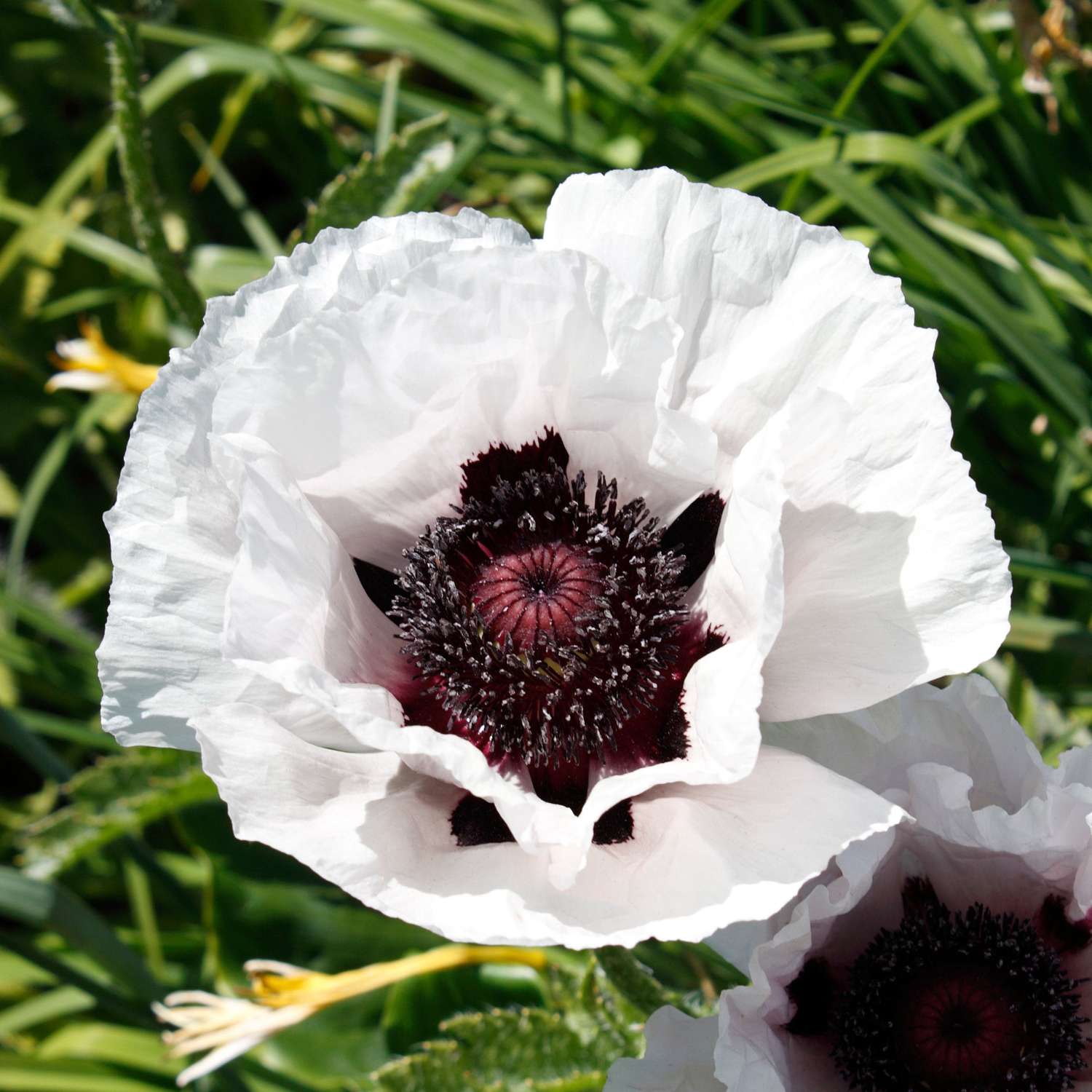 Orientalsk Valmue ´Perry's White'