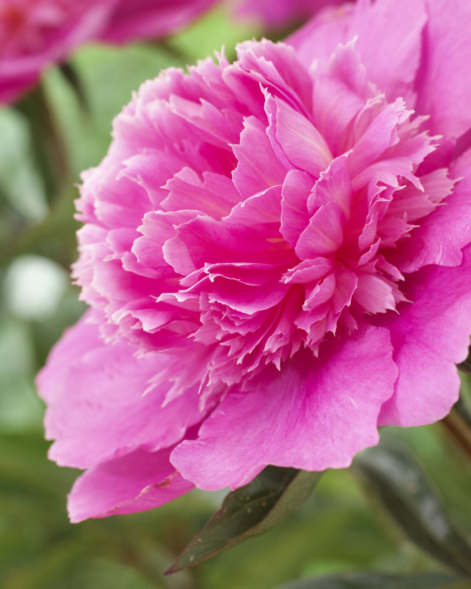 Pæon 'Bouquet Perfect'