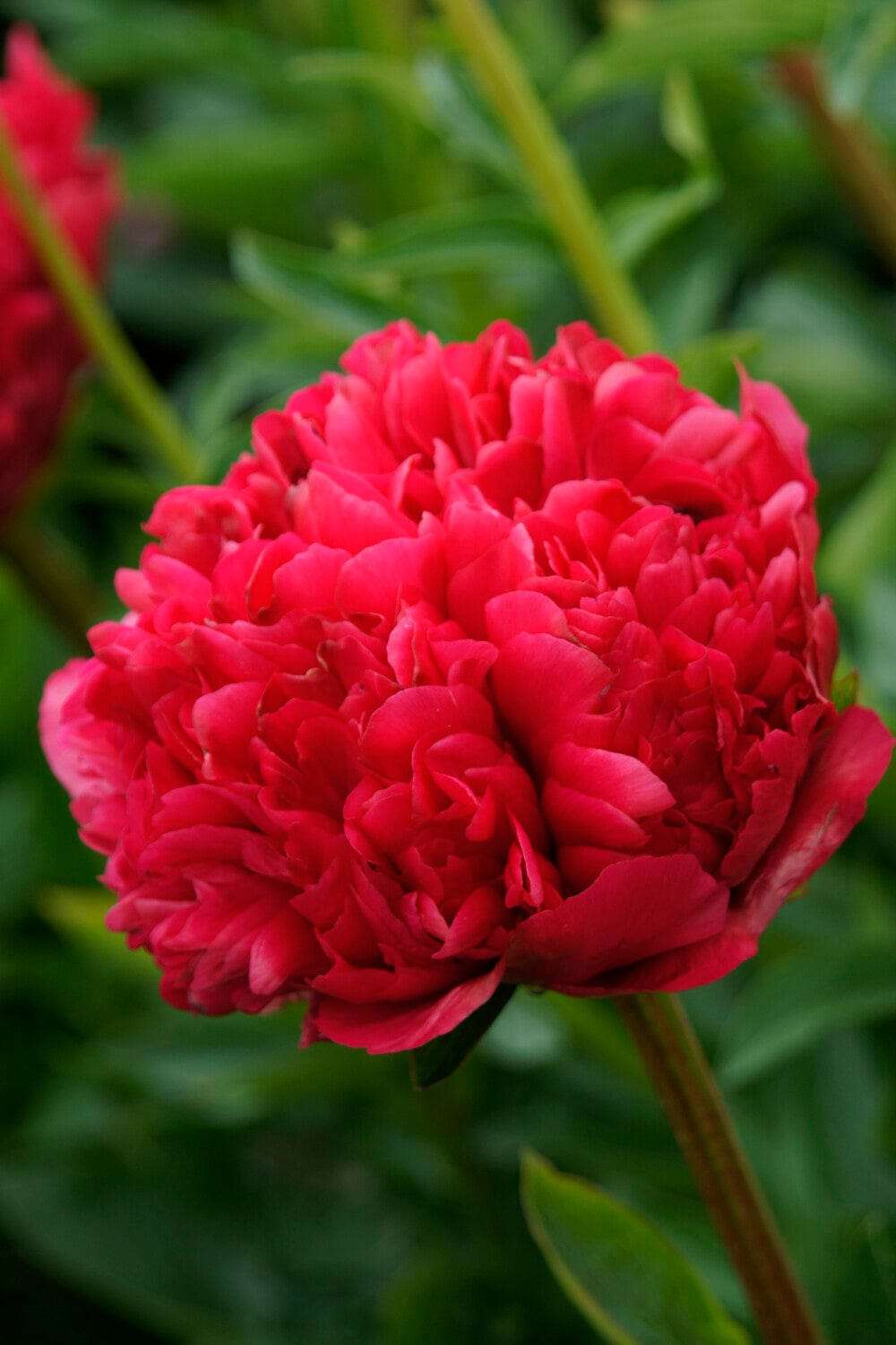 Pæon 'Commander Performance'