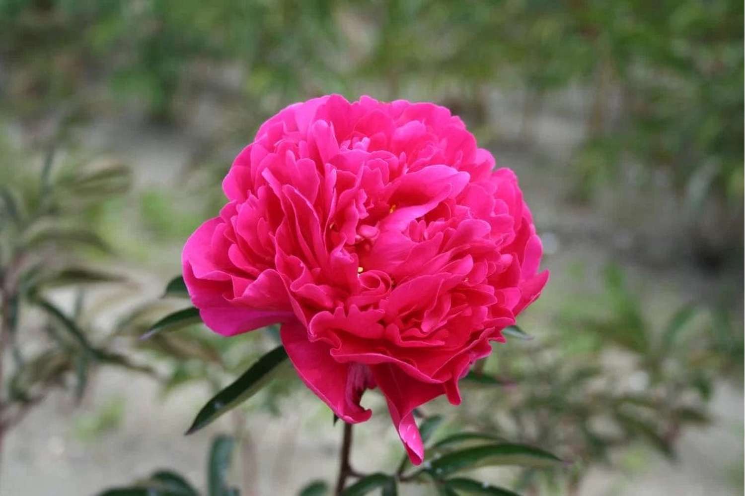 Pæon 'Red Sarah Bernhardt'