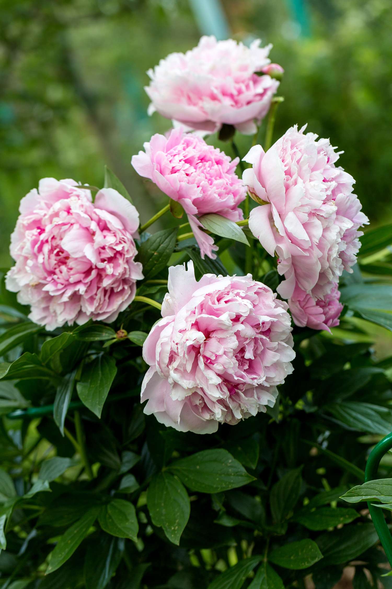 Pæon 'Sarah Bernhardt'