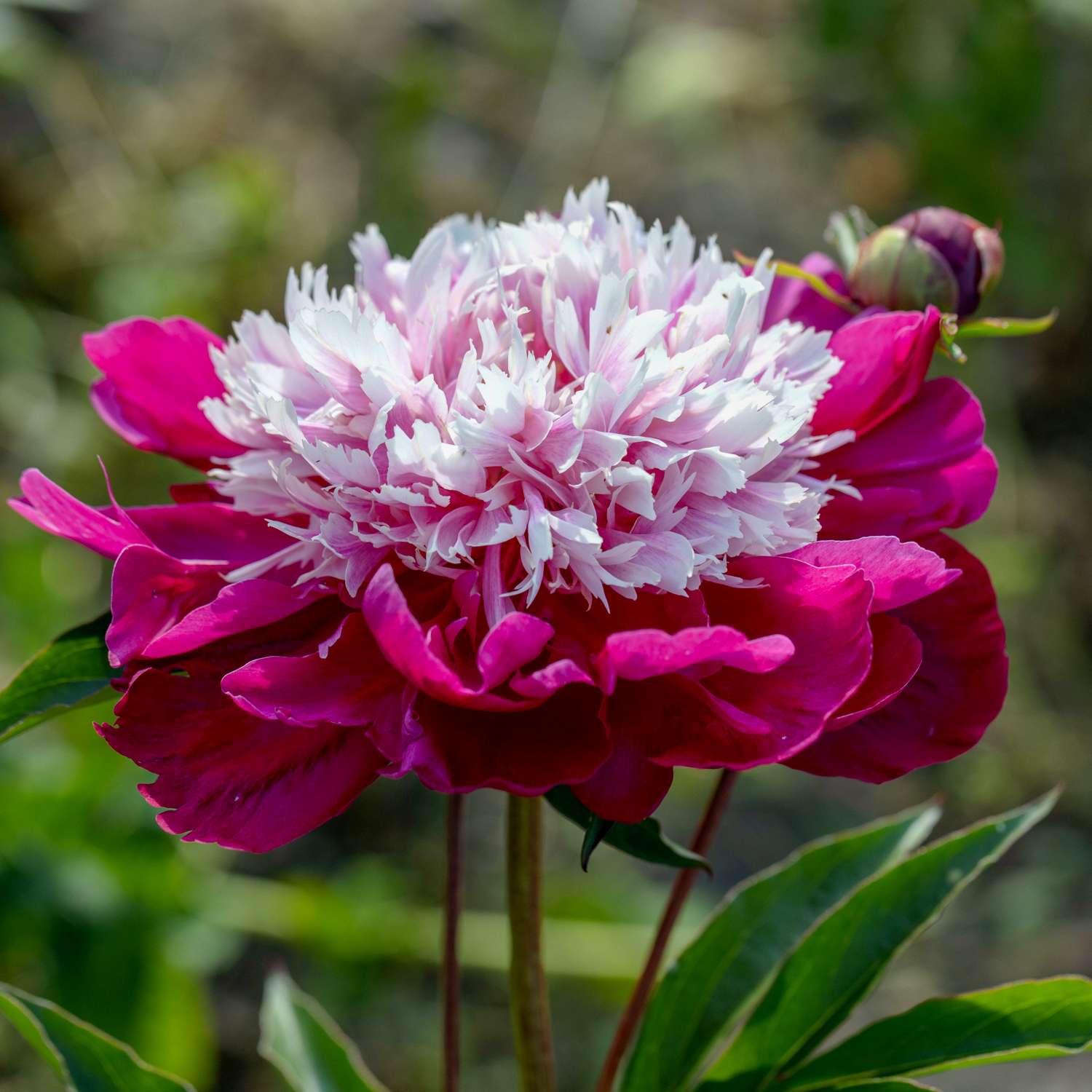 Pæon 'White Cap'