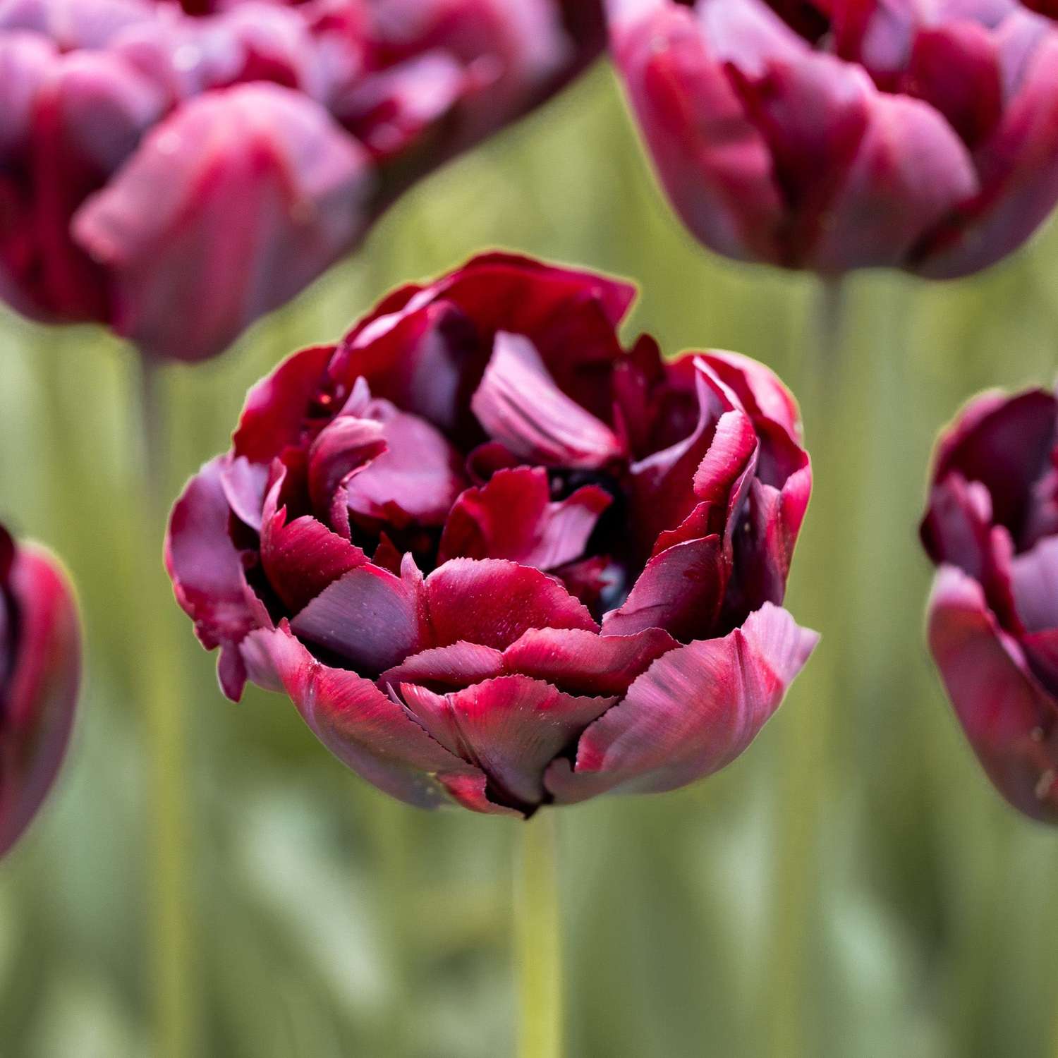 Tulipan 'Palmyra'