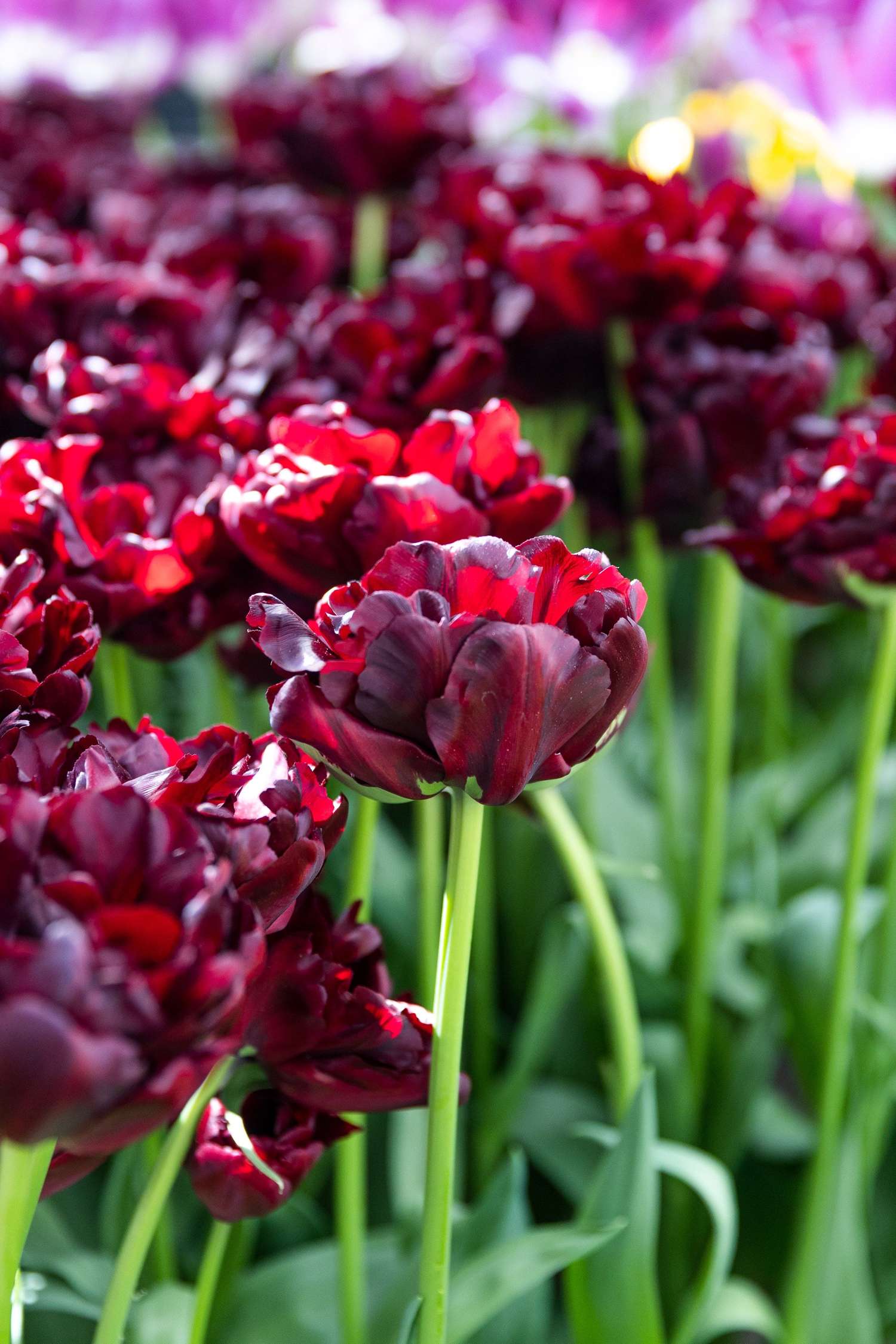 Tulipan 'Palmyra'
