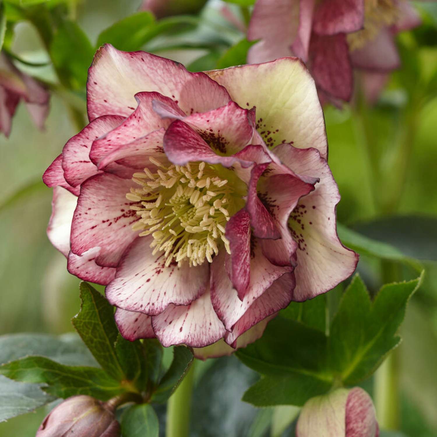 Påskeklokke 'Double Ellen Picotee' (Helleborus × hybridus)