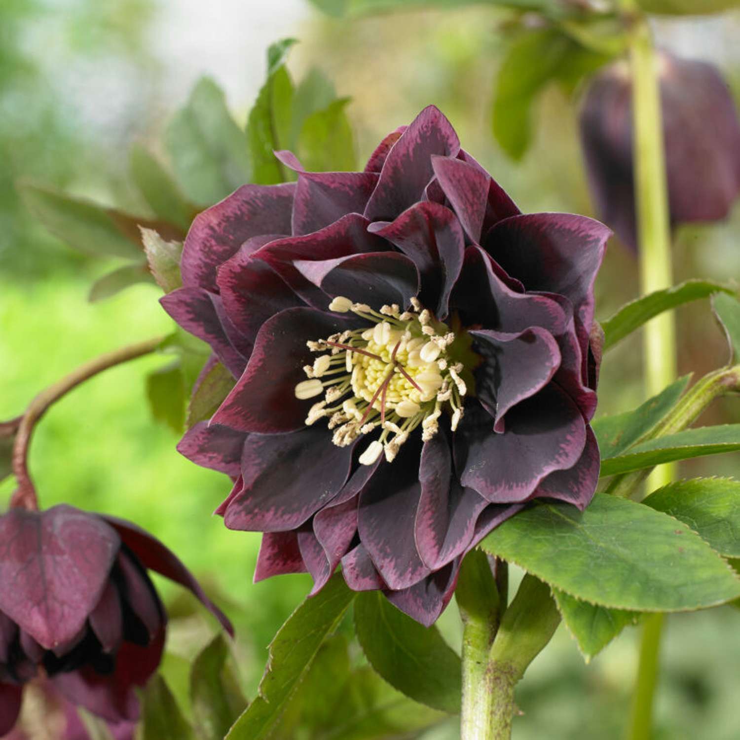 Påskeklokke 'Double Ellen Purple' (Helleborus × hybridus)