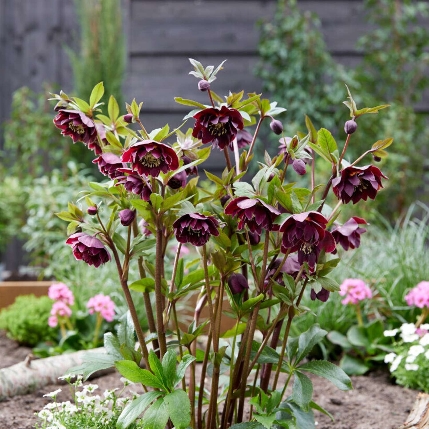 Påskeklokke 'Double Ellen Purple' (Helleborus × hybridus)