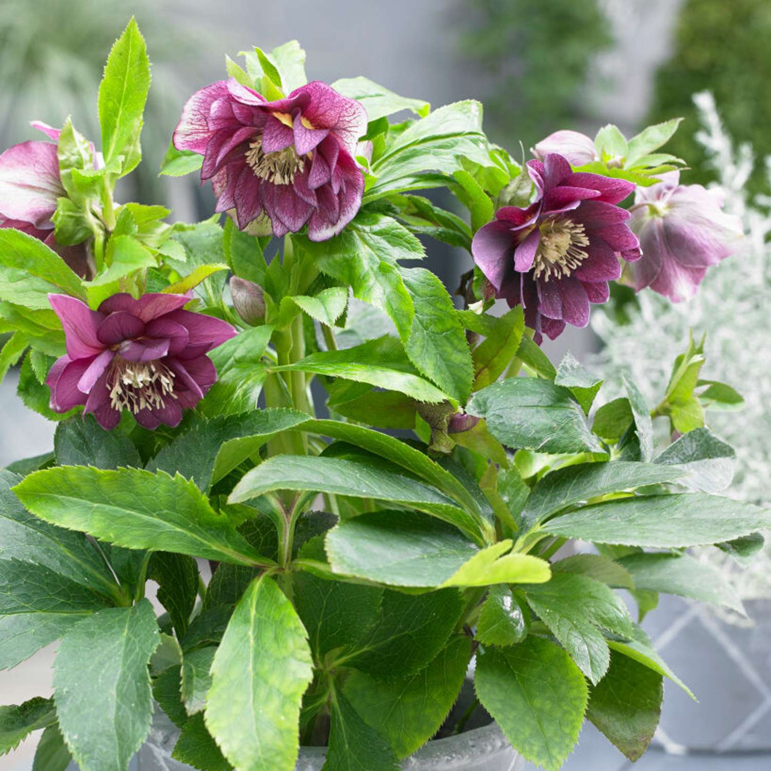 Påskeklokke 'Double Ellen Red' (Helleborus × hybridus)