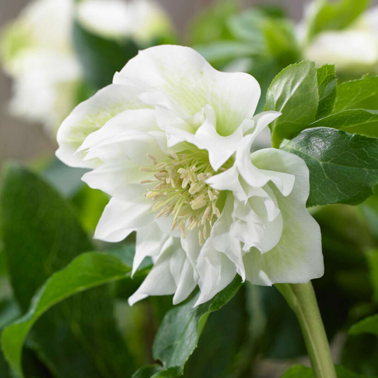 Påskeklokke 'Double Ellen White' (Helleborus × hybridus)
