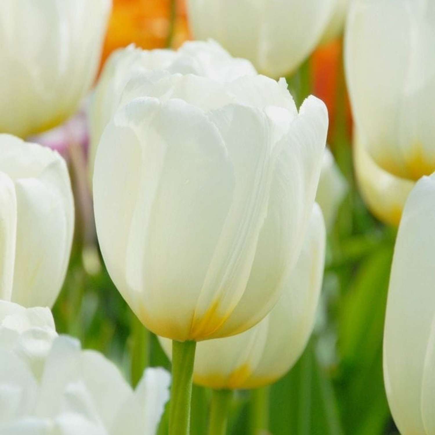 Tulipan 'Pays Bas'