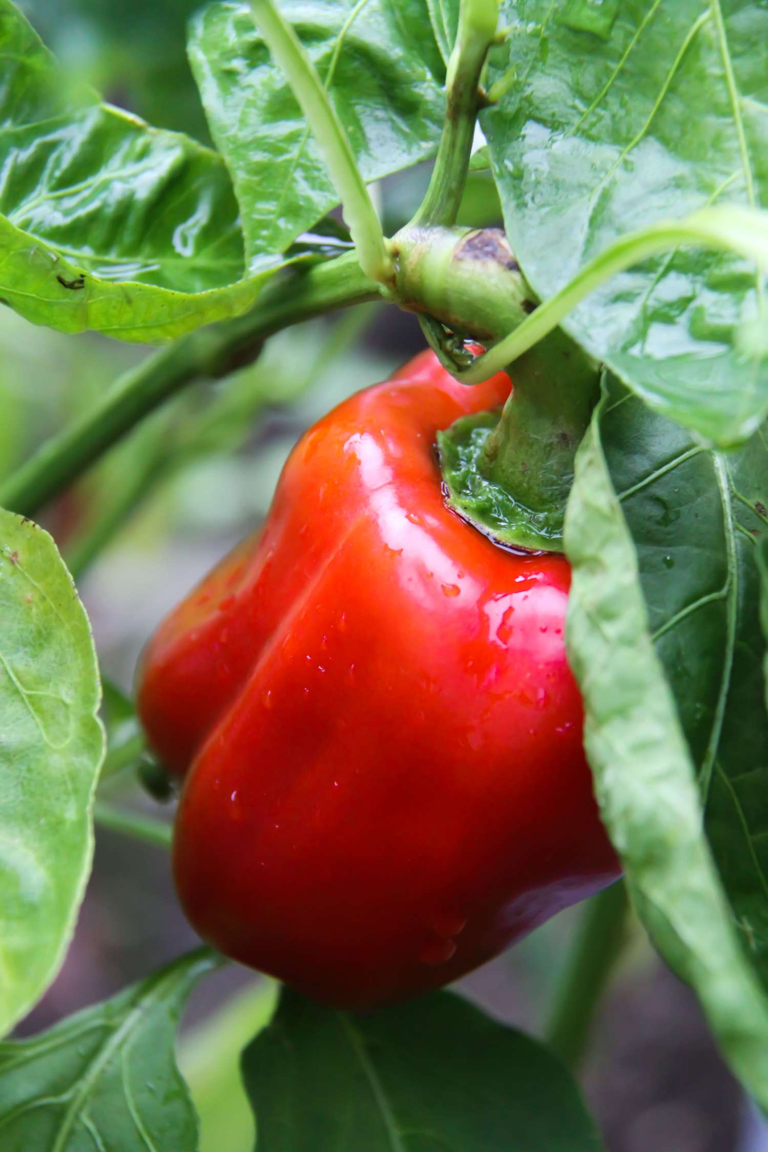 Peberfrugt 'Jubilanska' (ØKO frø)