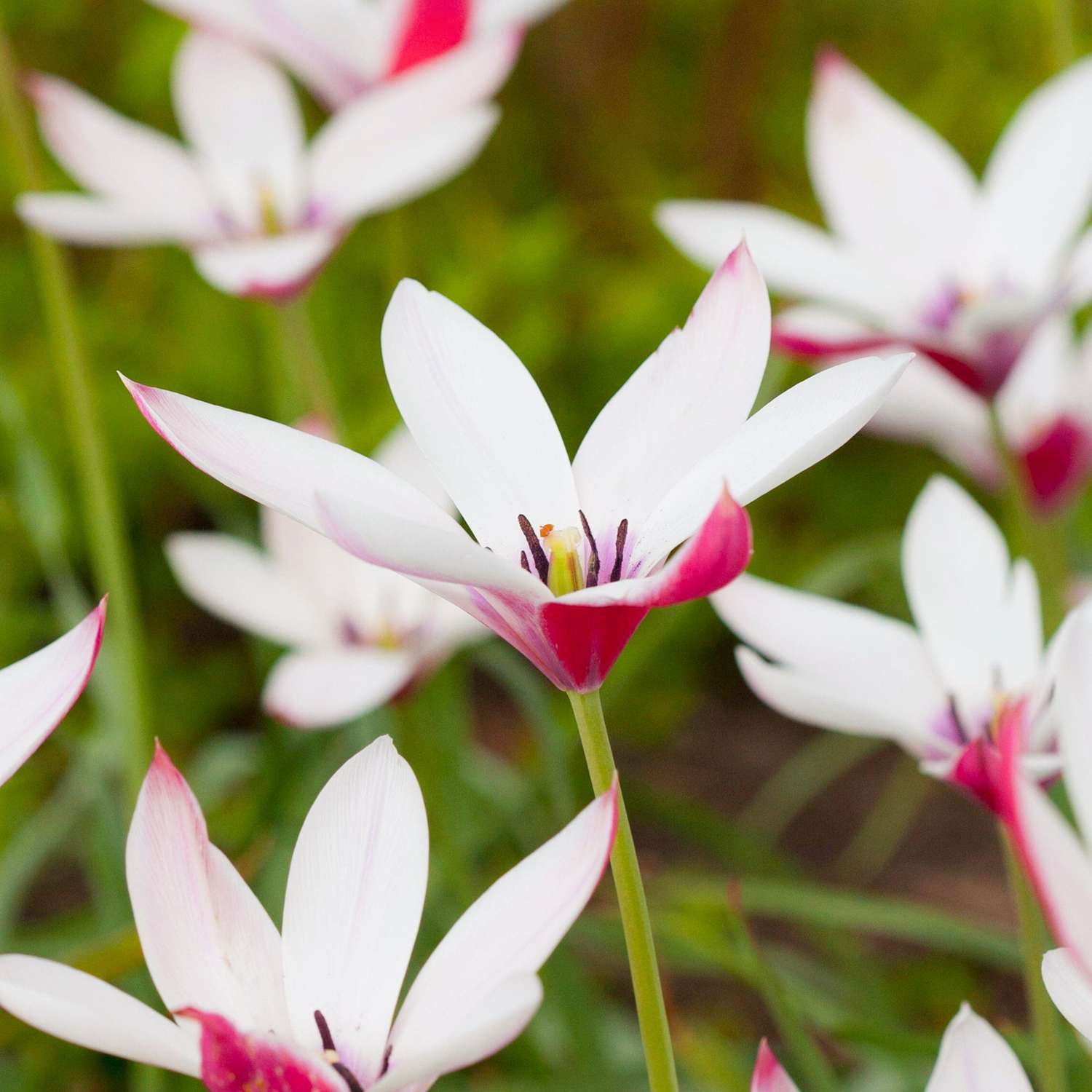 Botanisk Tulipan 'Peppermintstick'