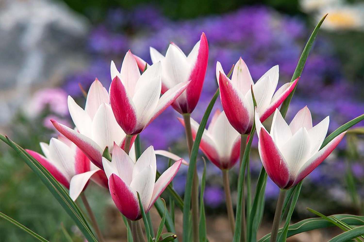 Botanisk Tulipan 'Peppermintstick'