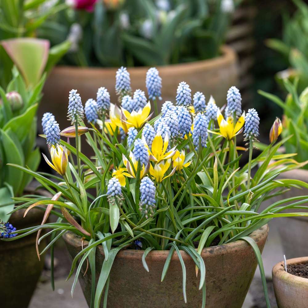 Løgblanding 'Petit Love'