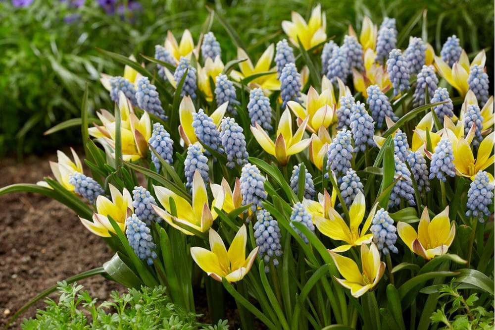 Løgblanding 'Petit Love'