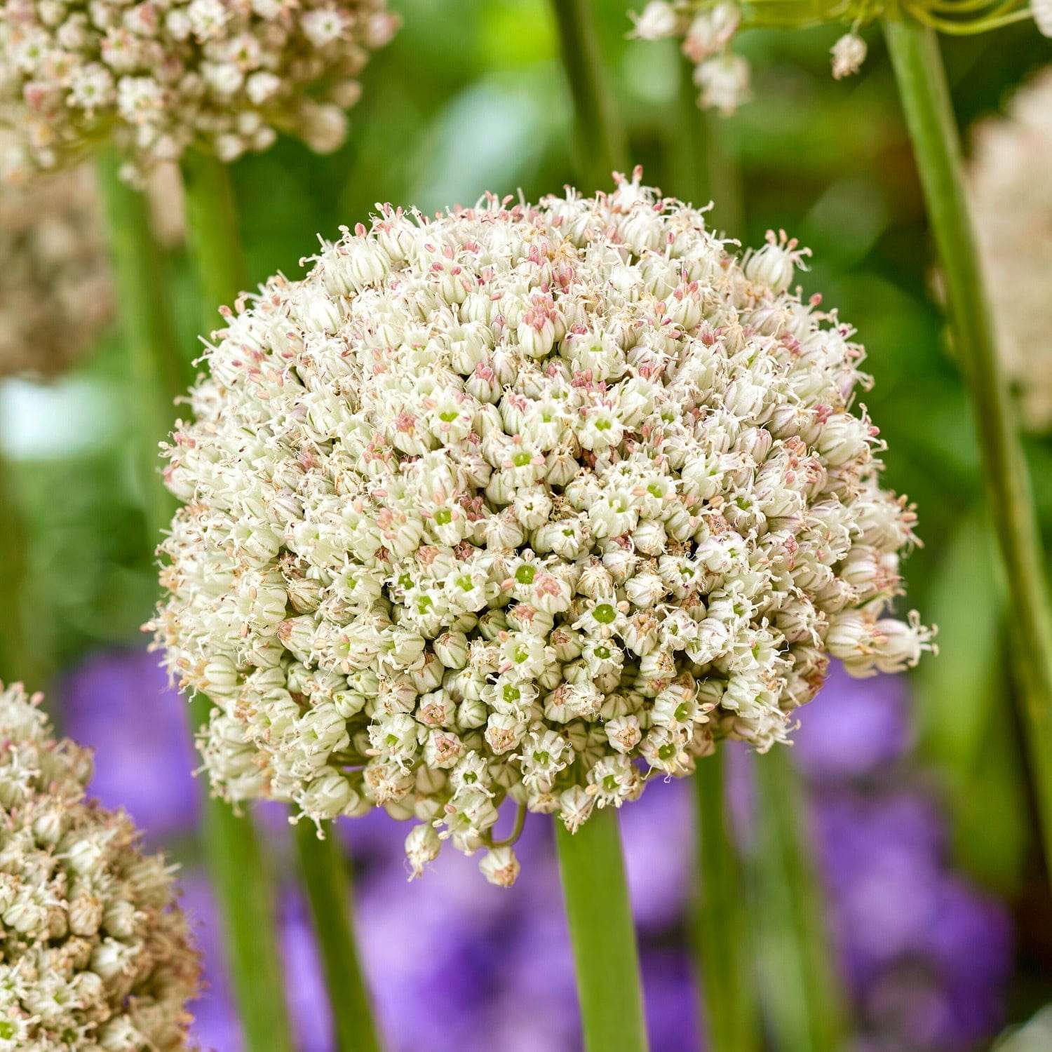 Allium 'Ping Pong'