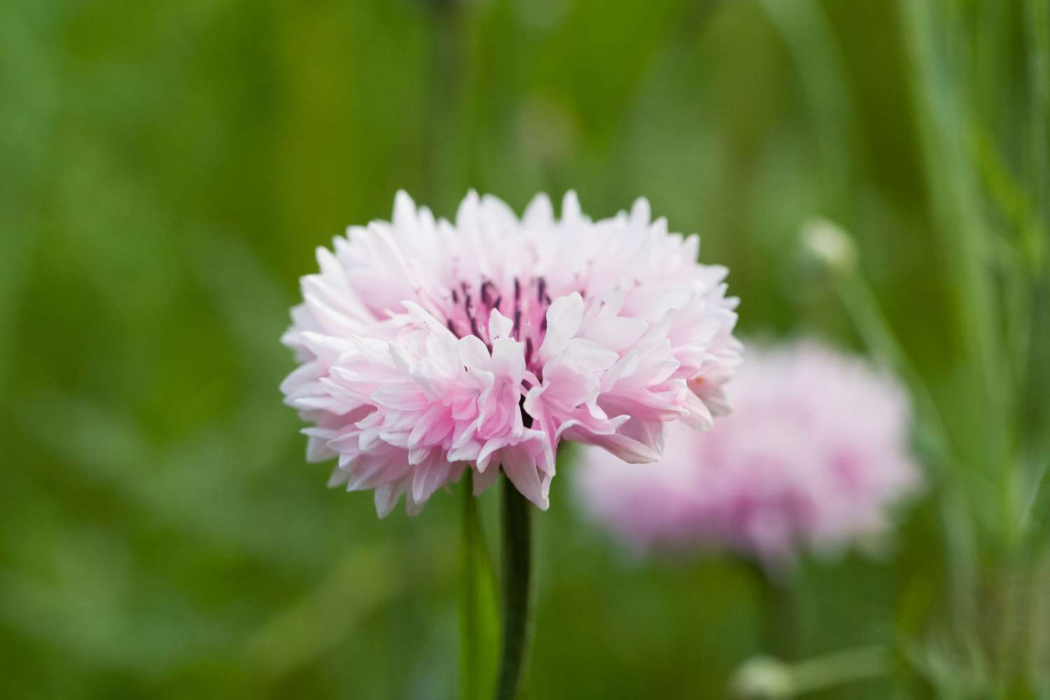 Pink kornblomst (frø)