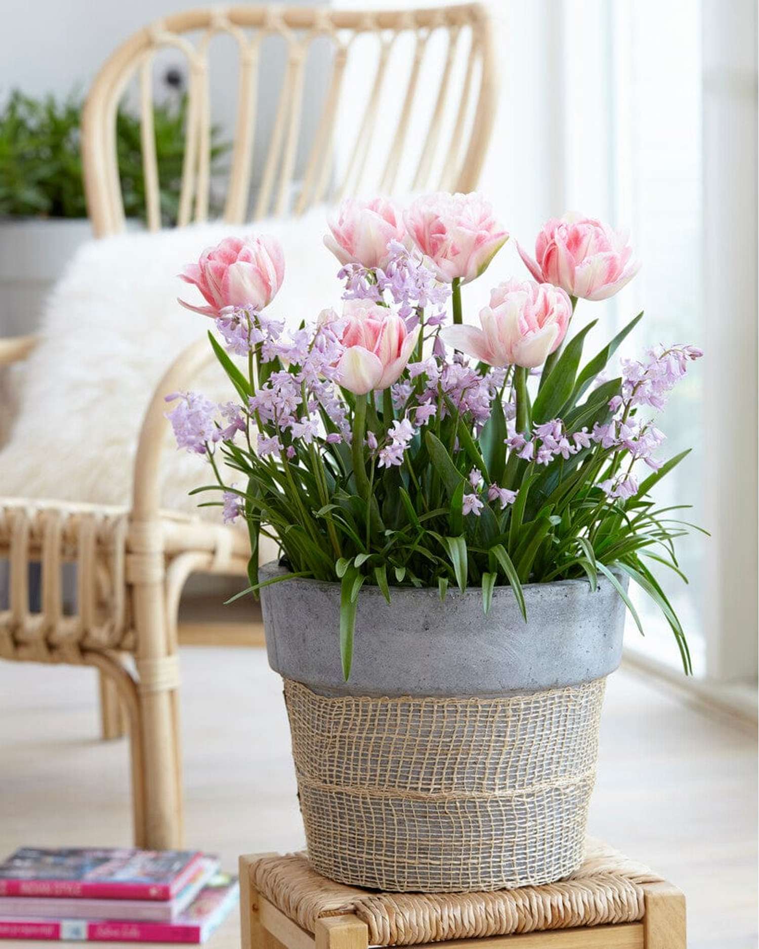 Løgblanding 'Pink Suffusion'