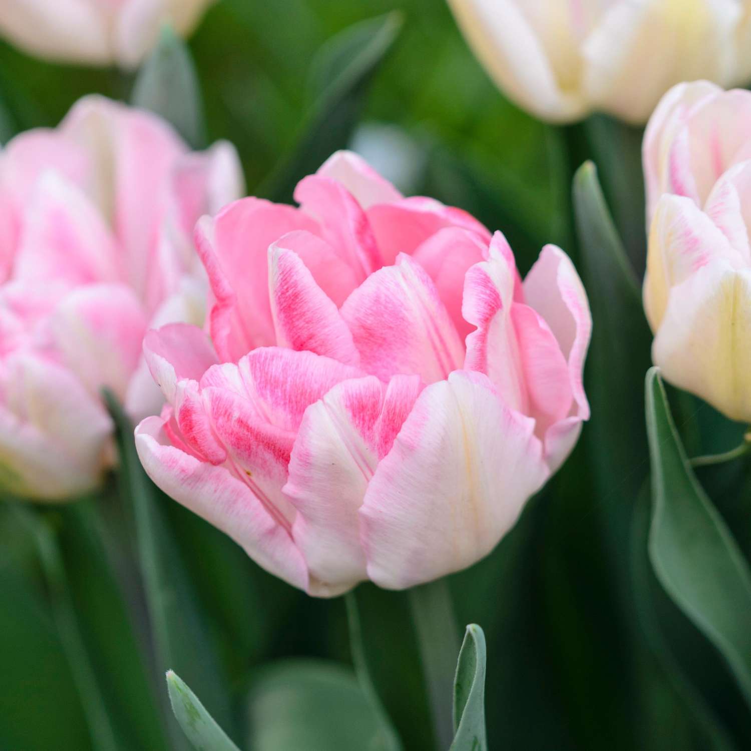 Løgblanding 'Pink Suffusion'