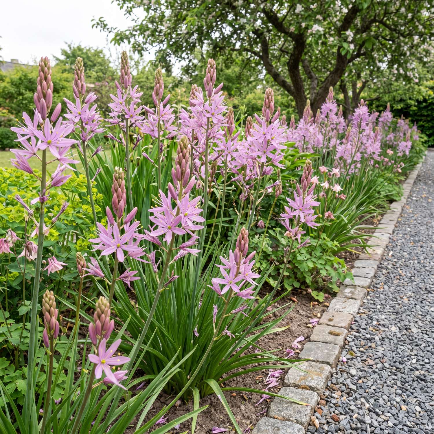 Prærielilje 'Aurora'