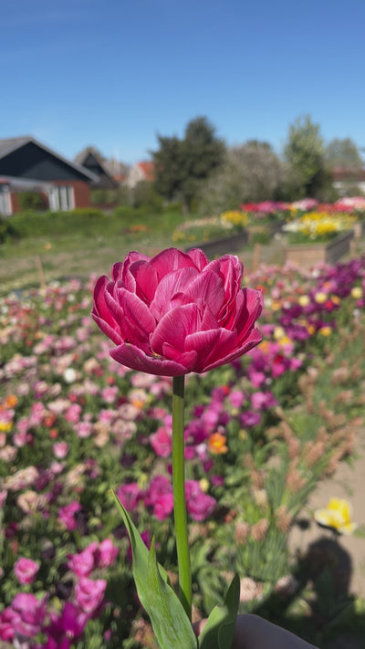 Tulipan 'Aveyron'