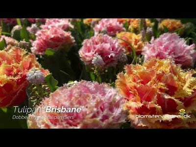 Tulipan 'Brisbane'