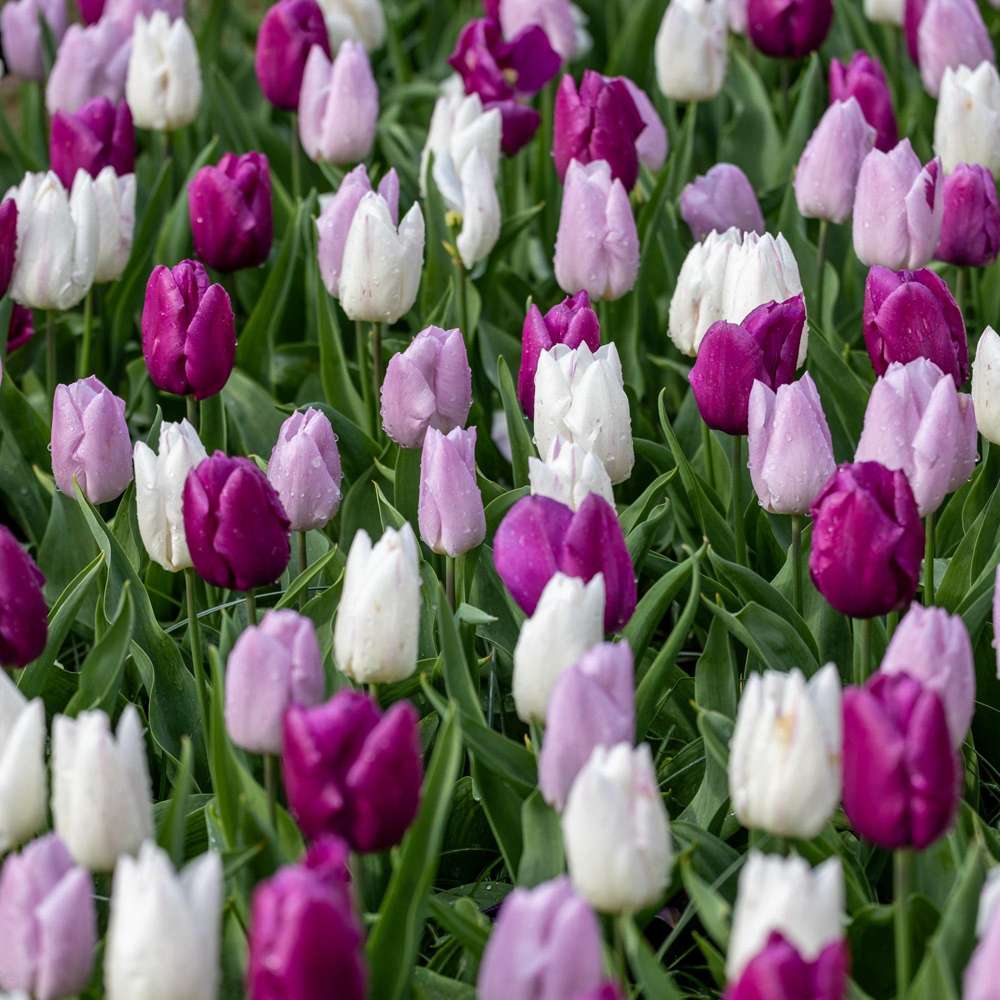 Tulipanblanding 'Prince Mix'