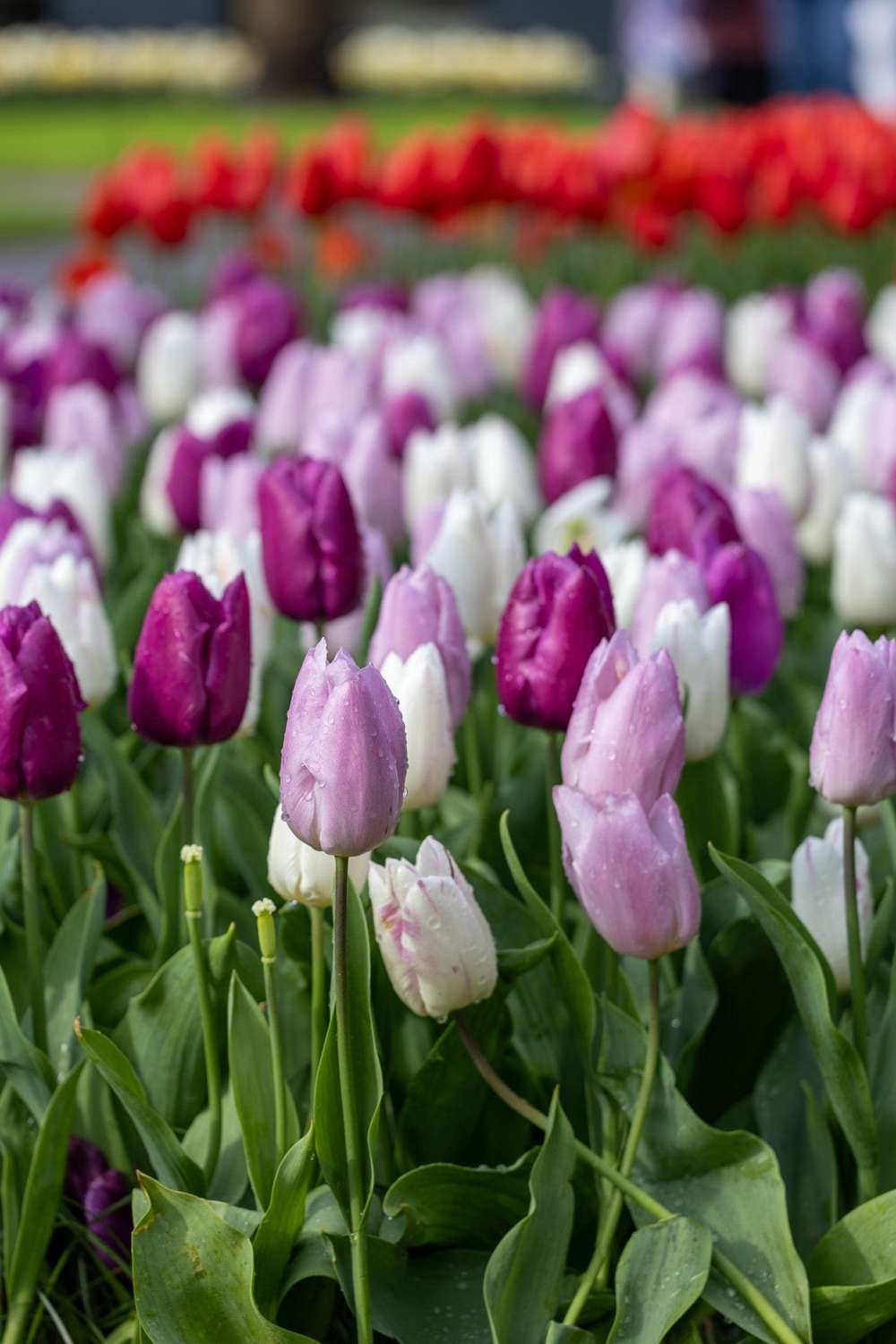 Tulipanblanding 'Prince Mix'