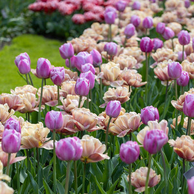 Purple Belle' - Tulipanblanding