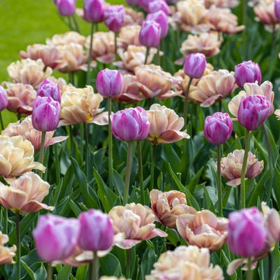 Purple Belle' - Tulipanblanding