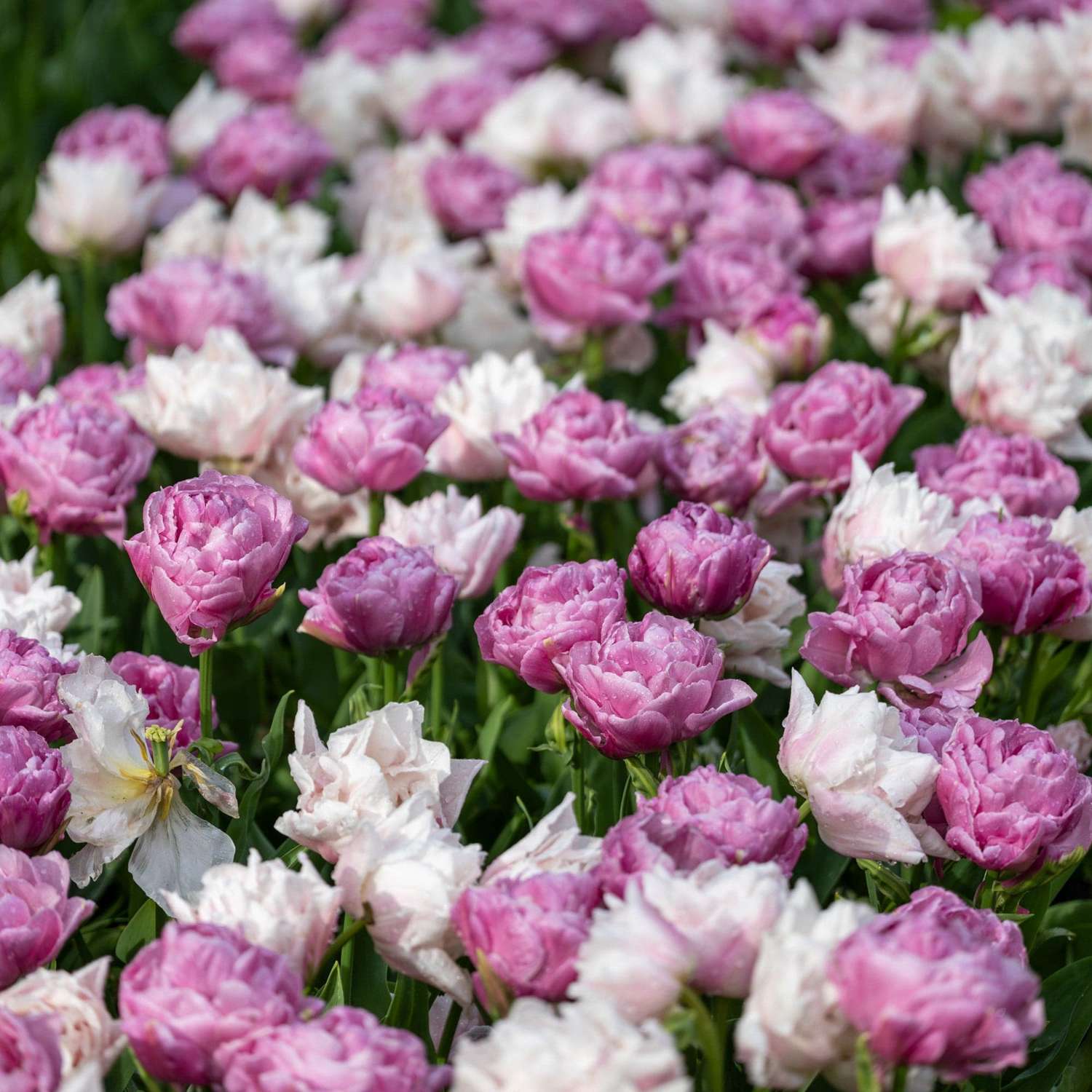 'Purple Clouds' Tulipanblanding