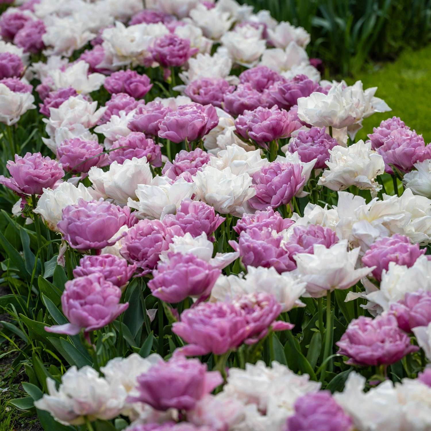 'Purple Clouds' Tulipanblanding