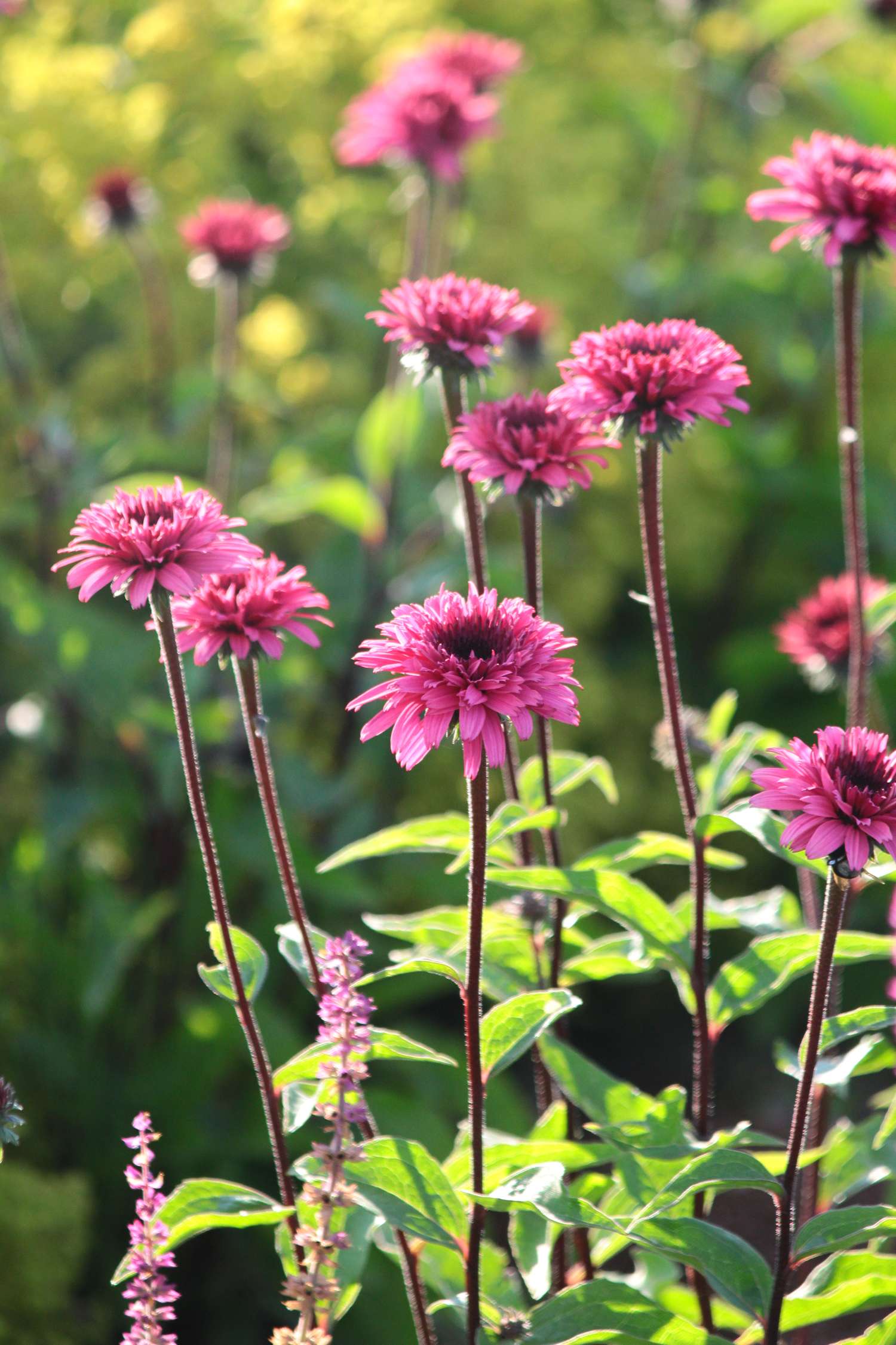 Purpursolhat Echinacea 'Blackberry Truffle'