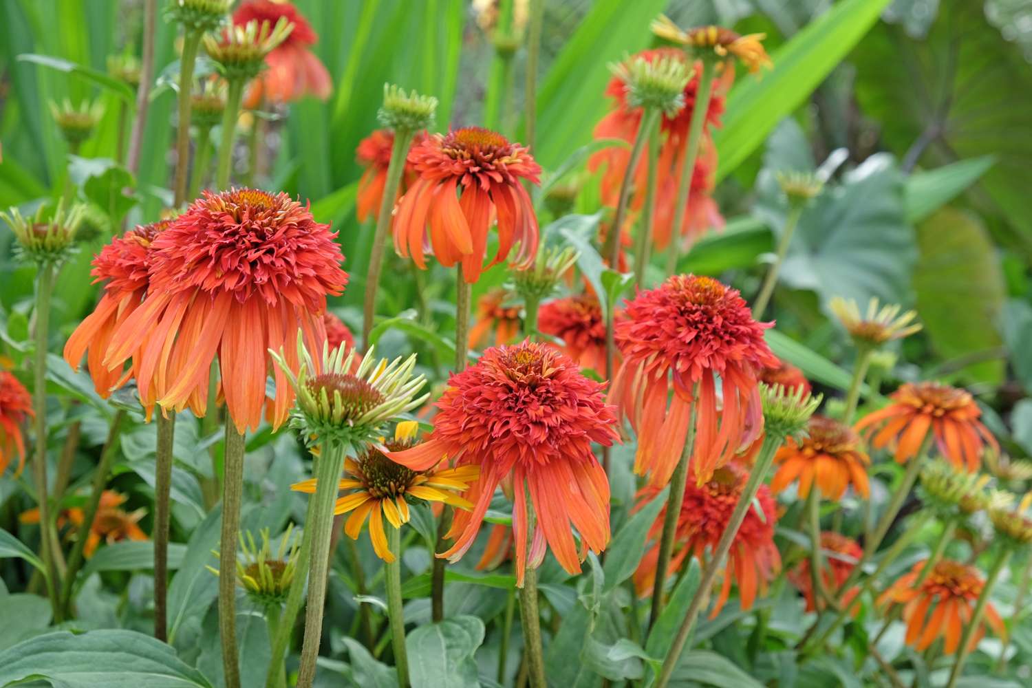 Purpursolhat Echinacea 'Hot Papaya'