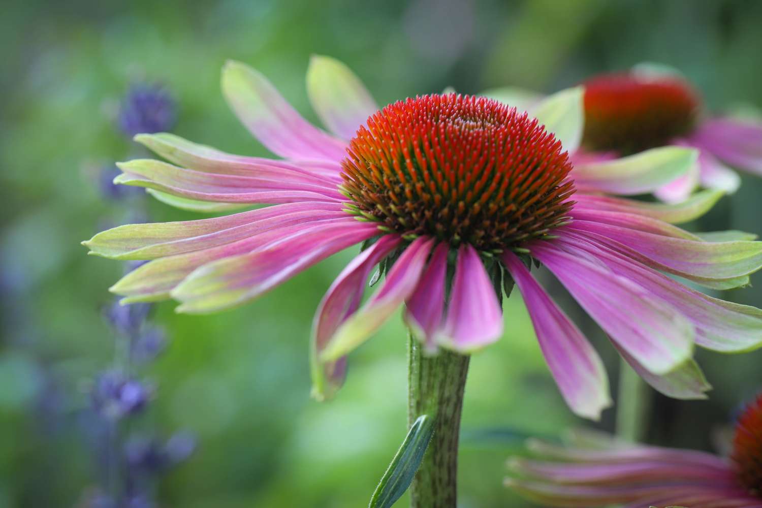 Purpursolhat 'Green Twister' (Echinacea purpurea)