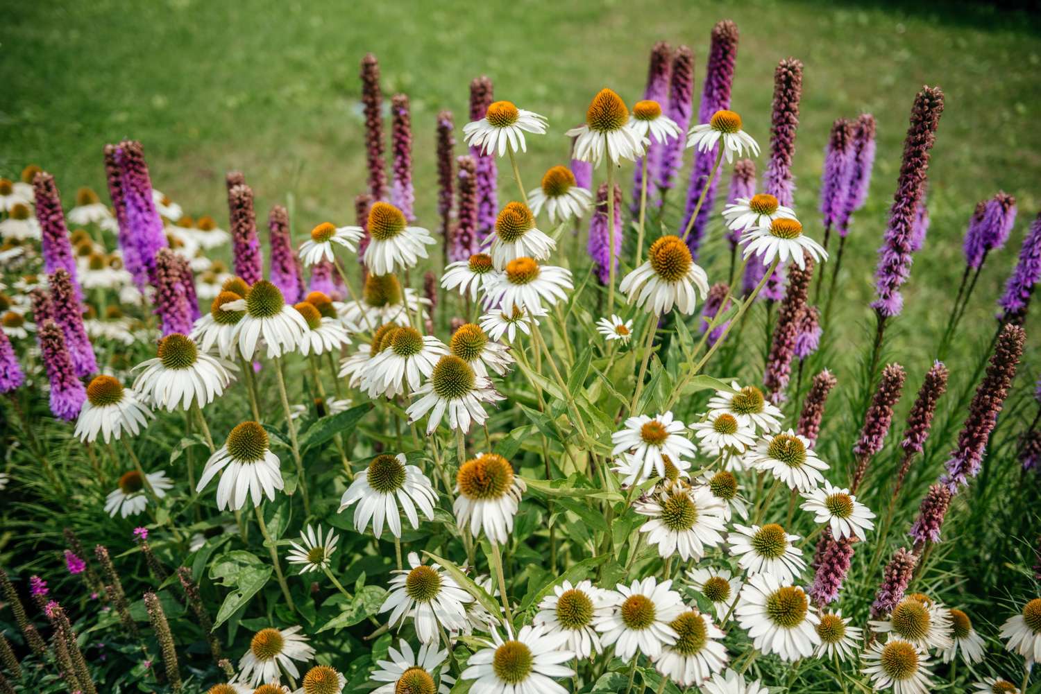 Purpursolhat 'White Swan'