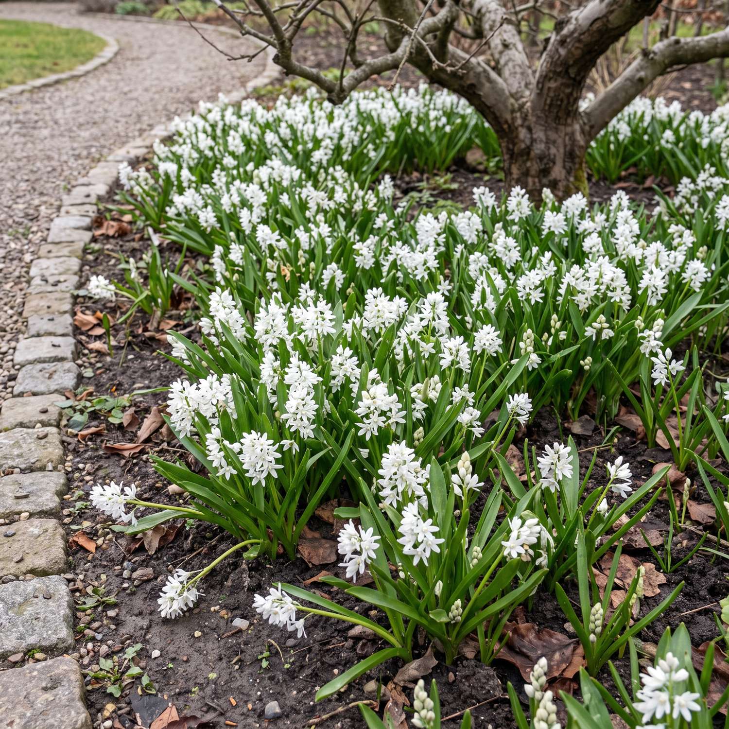 Puschkinia Libanotica 'Alba' (Porcelænshyacint)