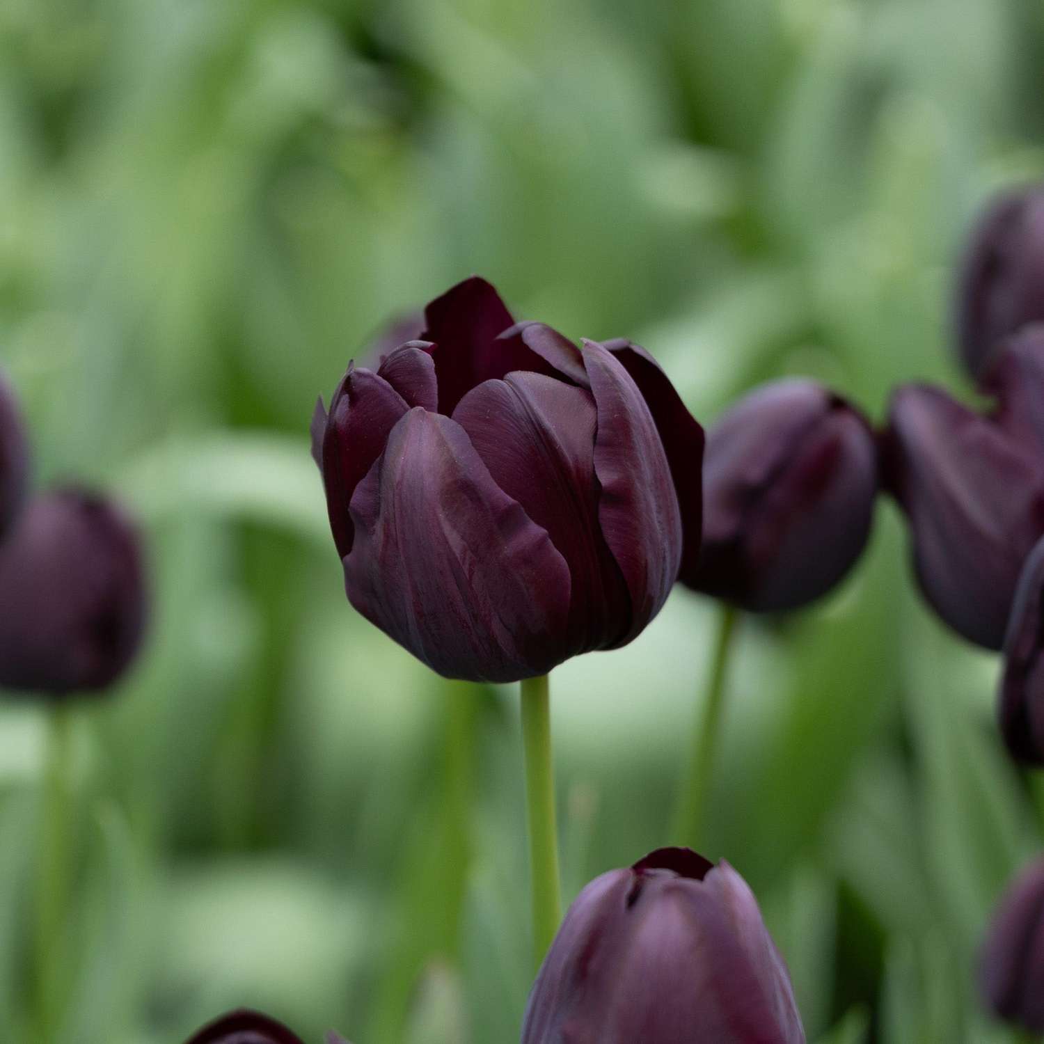 Tulipan 'Queen of Night'