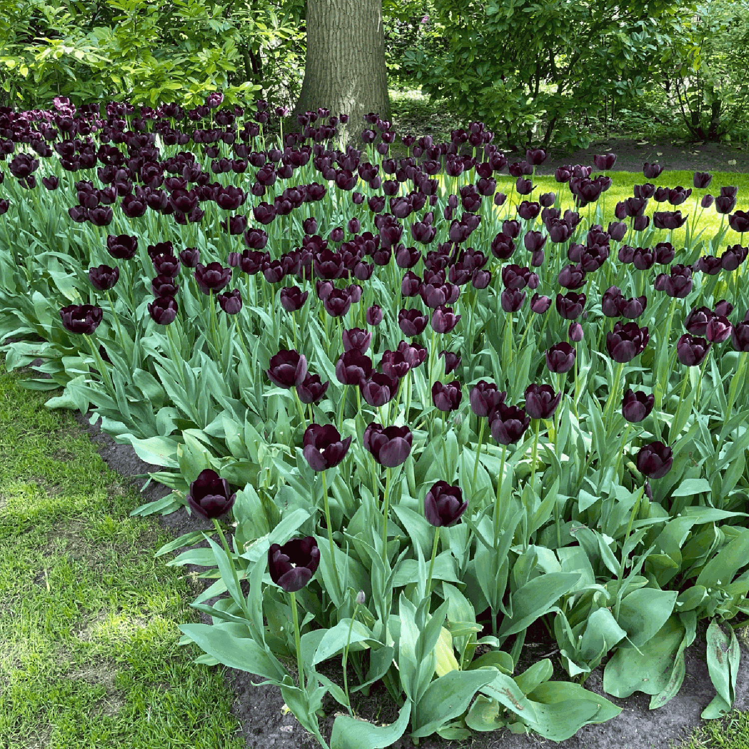 Tulipan 'Queen of Night'