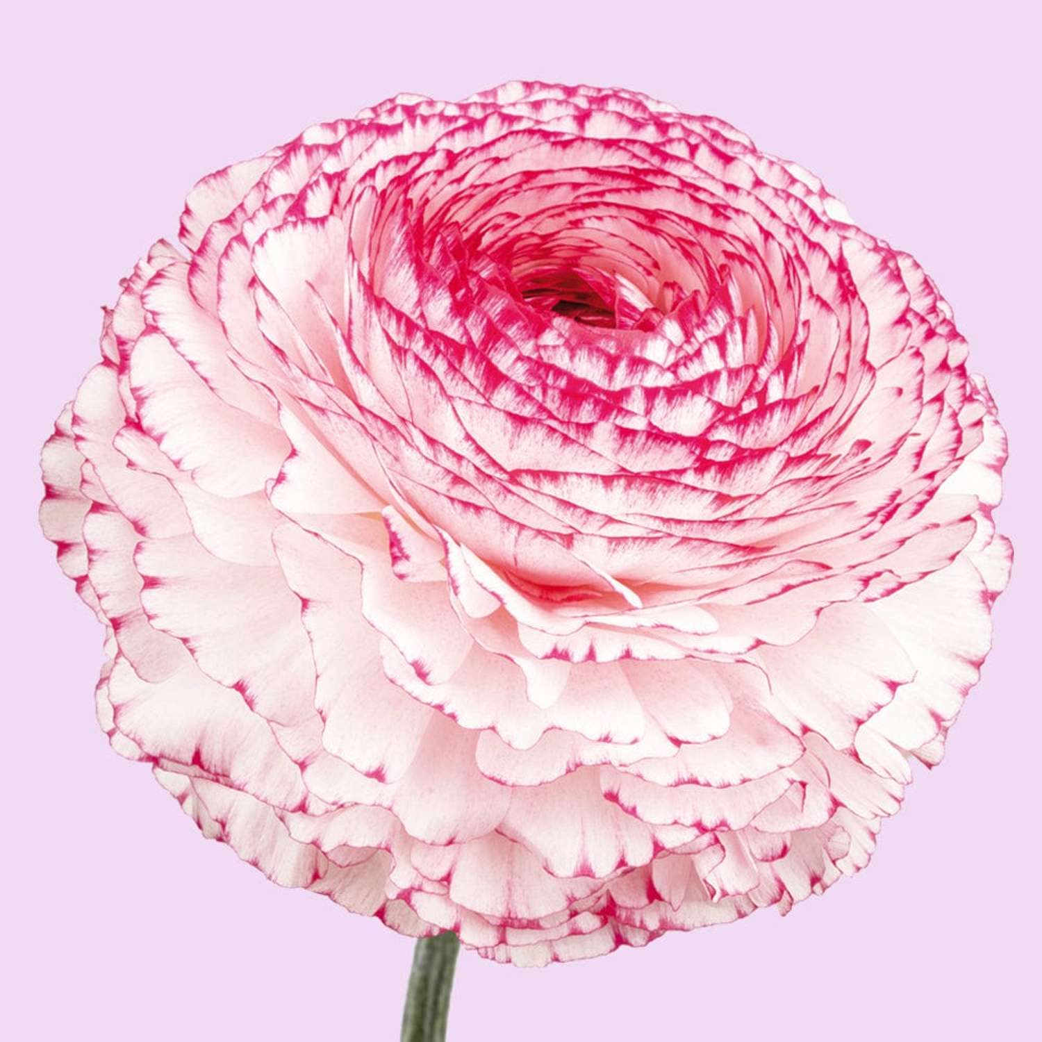 Ranunkel 'Elegance Bianco Striato White/Red'