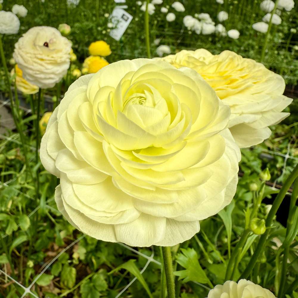 Ranunkel 'Elegance Crema'