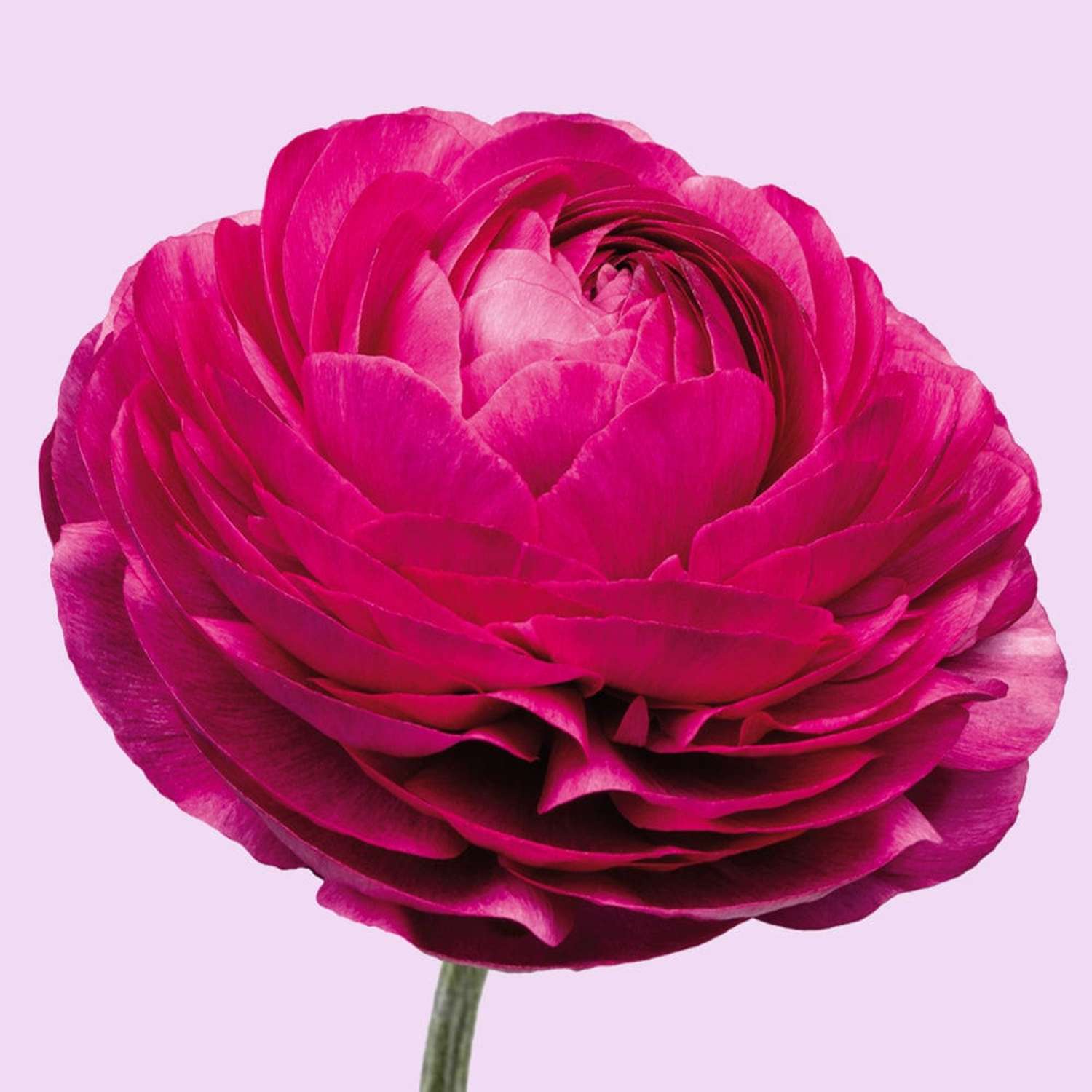 Ranunkel 'Elegance Malva'