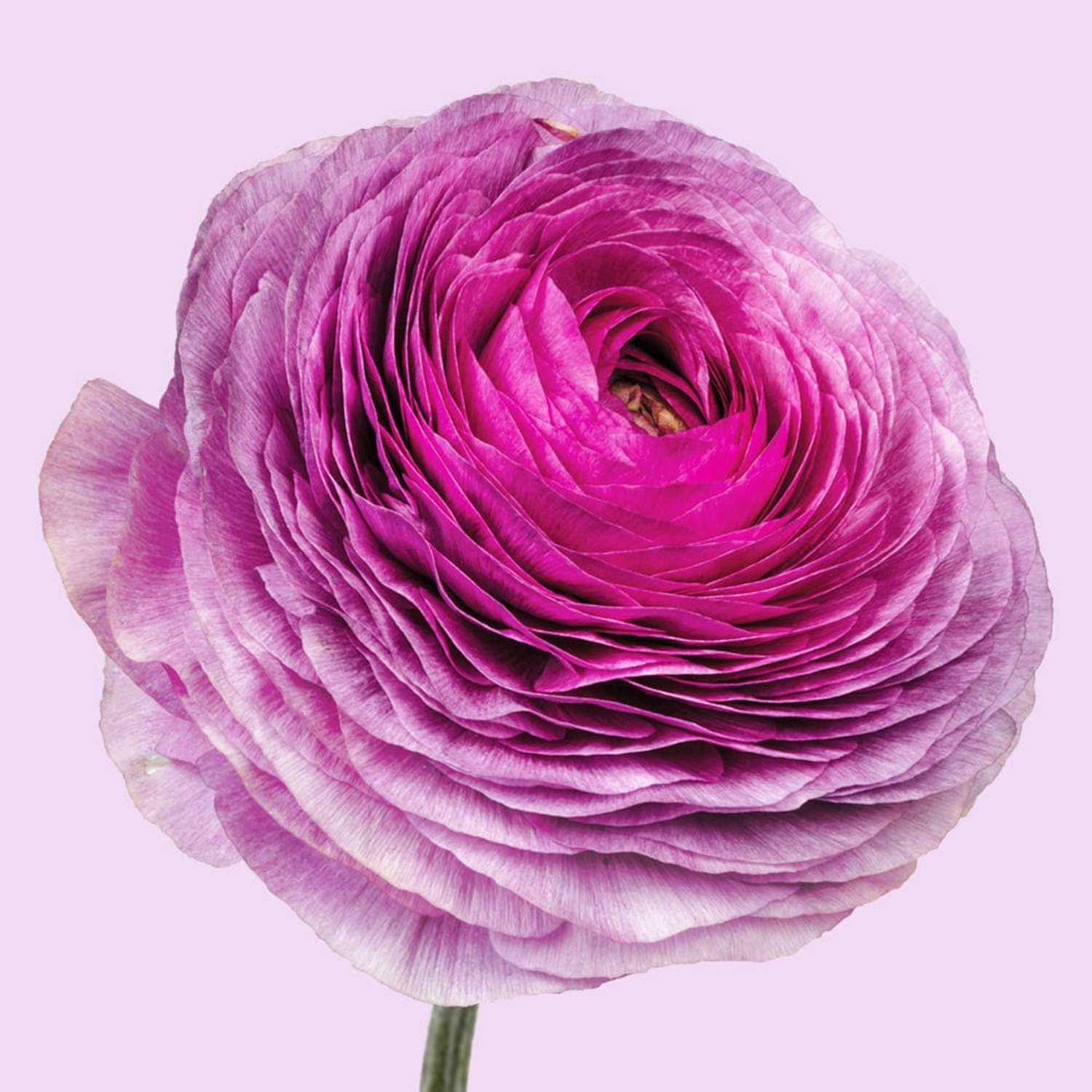 Ranunkel 'Elegance Milka'