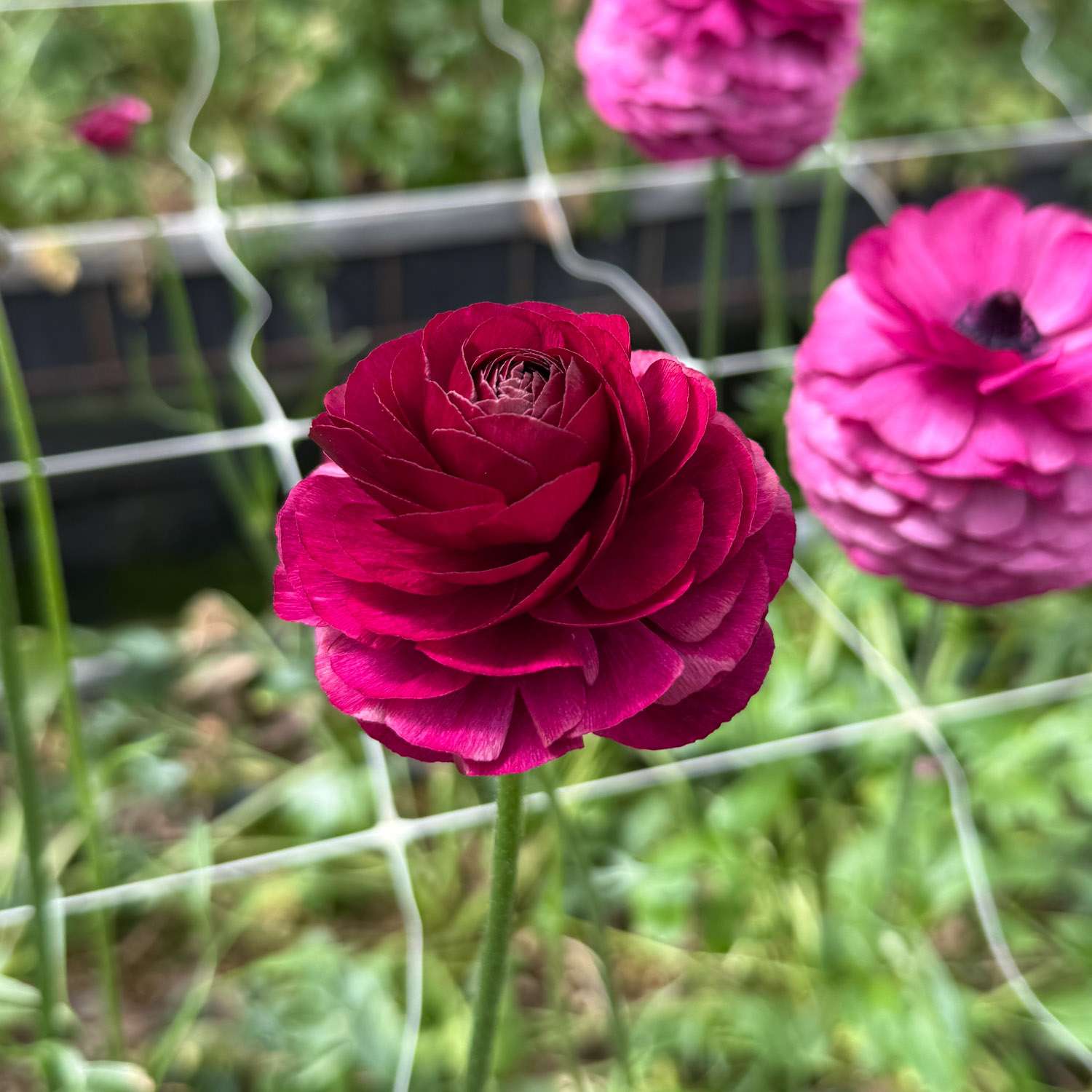 Ranunkel 'Elegance Viola'