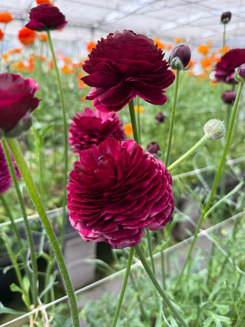 Ranunkel 'Elegance® Viola'