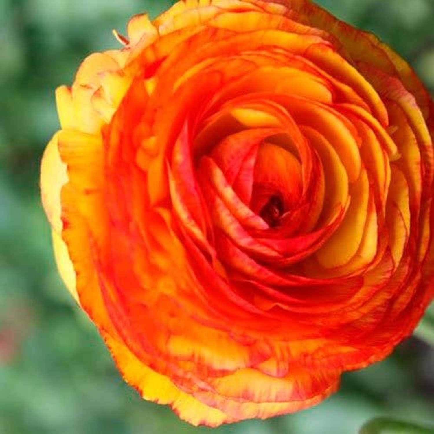 Ranunkel 'Picotee Orange'