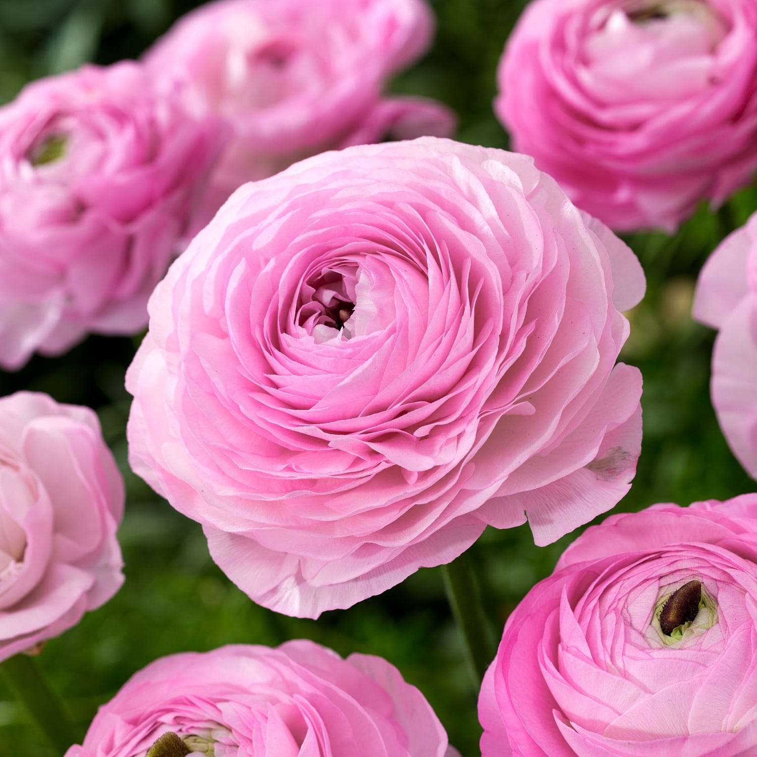 Ranunkel 'Pink'