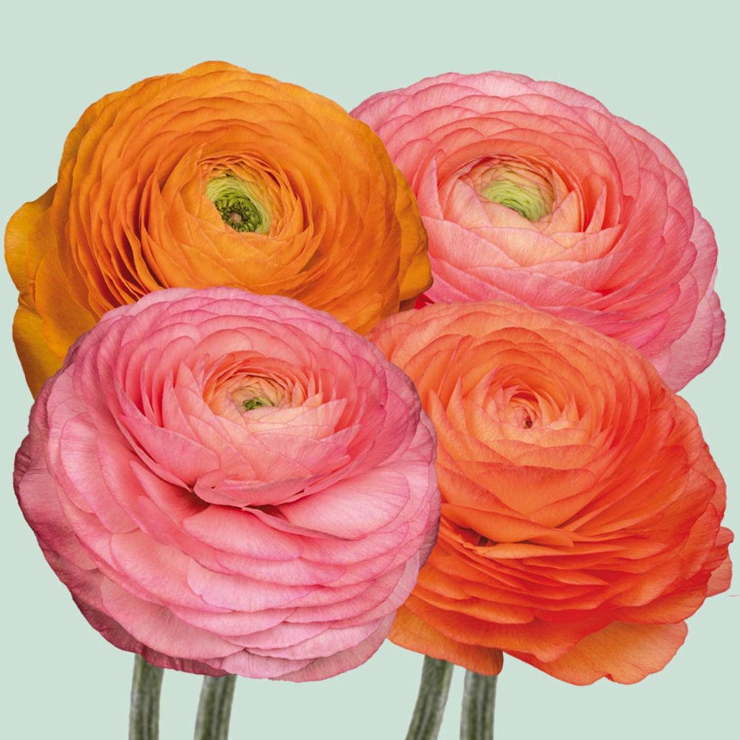 Ranunkelmix 'Elegance Pastello Peach'